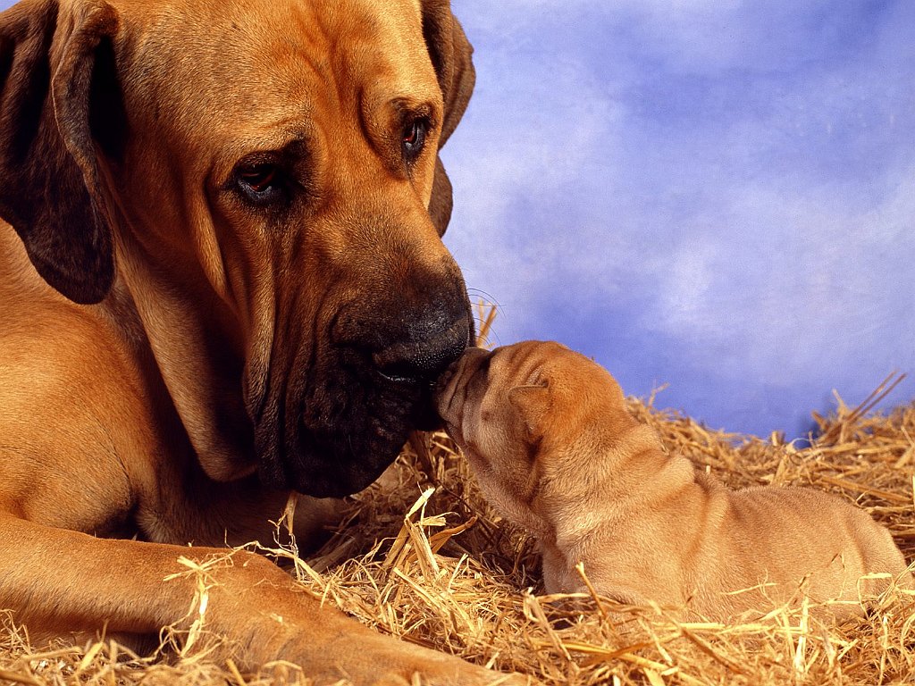 Pooch Smooch